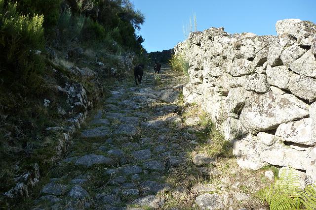 137- Os cães inspecionavam o caminho.JPG
